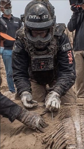 Archaeologists Unearth Giant Prehistoric Insect in Mongolian Desert