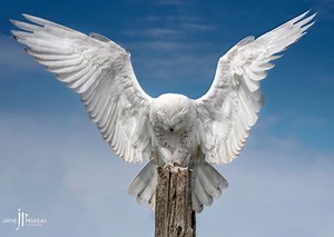 We asked a pro: Here's how to take better nature photos - The Weather Network