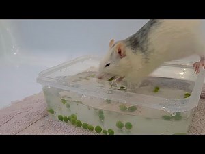 The rats go pea fishing! 🐀