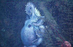 Deep-sea octopus broods eggs for over four years—longer than any known animal • MBARI