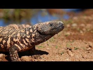 The Gila Monster vs Rattlesnake — America’s Desert Survivors | Who’s Built Stronger?