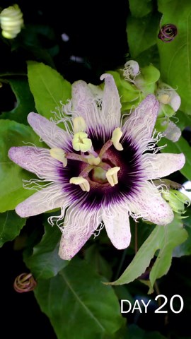 Passion fruit flower blooming time lapse