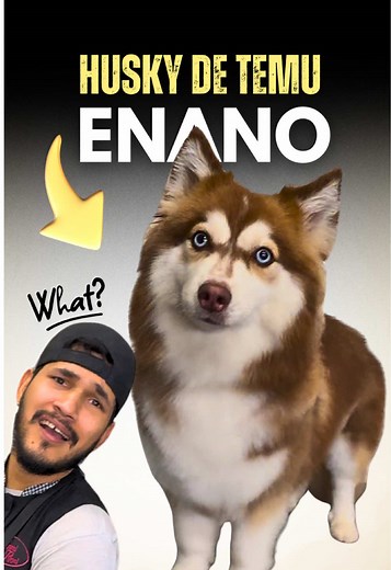 Cuidado y Estilo para un Husky Pomsky con Patitas Enanas