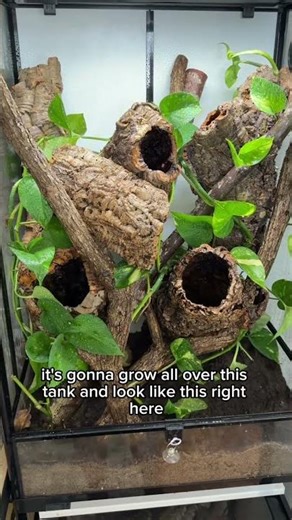 How to Setup a Tokay Gecko Tank