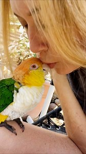 Help! My Parrot Kissing Addiction Is Out of Control! 🦜😘 #parrots #cutepets #caique #cutereels | Parrot Playhouse