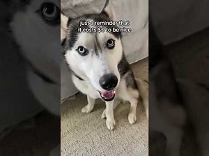 Funny Arguing Husky Videos! Dog Talks Back So Funny!