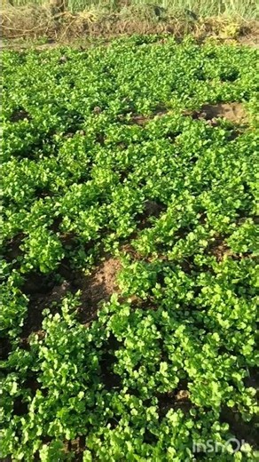 🌱 Namdhari Surbhi Dhaniya kamai ka sauda #farming #coriander