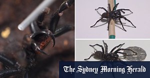 Biggest funnel-web spider ever handed in to Australian Reptile Park