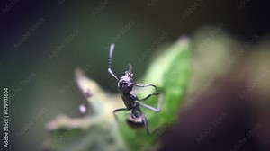 Ants and aphids work together to produce food in a mutually symbiotic relationship