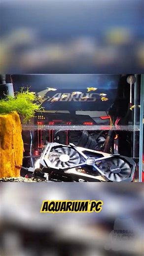 Someone Put Live Fish Inside a PC