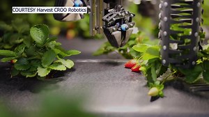 New machine could help harvest strawberries as industry sees decline in labor