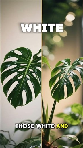 5 Monstera Varieties That Will Transform Your Indoor Jungle #plants #plantssparkjoy #houseplants