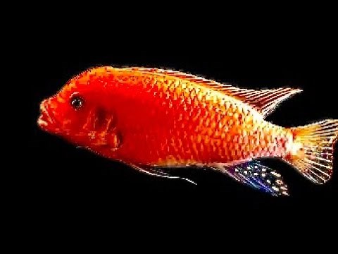 Mbuna Red Zebra Cichlid Breeding And Care guide