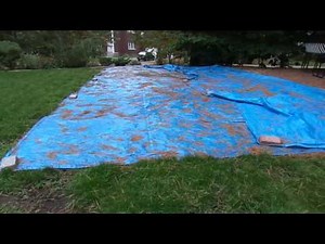 How to Get Rid of Lawn Grubs Fast