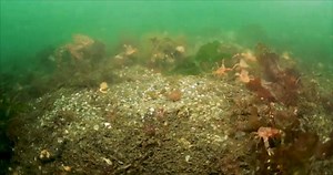 14K views · 119 shares | The sea floor is often underrated, but it is...