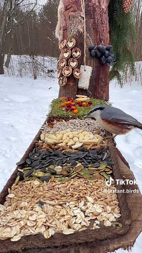 Bird Buffet Moments in the Forest: A Visual Delight