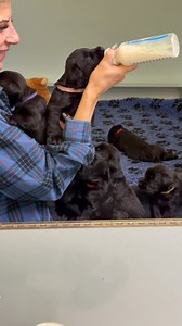 The life of a whole bunch of puppies… eat, play, and sleep. They’re growing so fast and already acting like little Giant Schnauzers. These moments are the best part of raising them. ❤️❤️❤️ | Skyline Giant Schnauzers