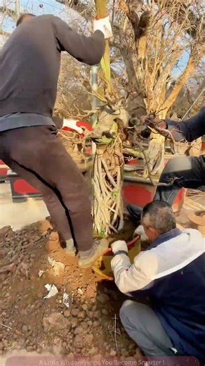 Gardening Tips The Secrets to Moving Large Potted Plants with a Forklift