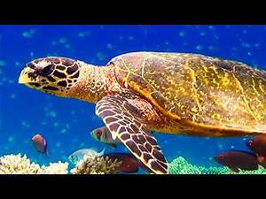 Such Beautiful Sea Turtles! 🐢 Amazing Ocean | Animal Friends