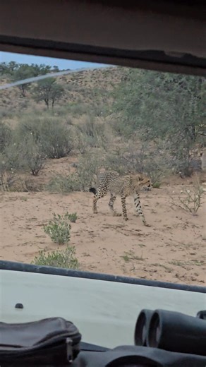 9.7K views · 90 reactions | Watch this Cheetah mom with 3 cubs walking in the road and stalking a Springbok. This Park is one of the best places in Africa to see cheetah in their prime. #cheetah #cheetahcubs #catlovers #kgalagaditransfrontierpark #kgalagadisightings #kgalagadi | The Experience Africa | Facebook