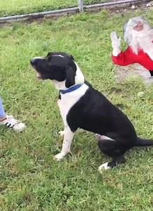 52 reactions · 46 shares | REMINGTON, age 2, Black Mouth Cur, knows commands, superb leash walker, dog friendly. A great dog at in need at collierpets.com | Collier DAS Dogs -by volunteers | Facebook