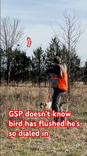Pheasant hunting with an intense German shorthaired pointer #hunting