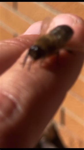 🐝✨ Bee Fact of the Day ✨🐝 Most people do not realise this, but male bees, the drones, have a very short and simple life mission. After they mate, the worker bees often escort them out of the hive and the drones do not survive long after that. Nature keeps the hive running in a very purposeful way. And here is the part most families love to hear. Drones cannot sting you. They do not even have a stinger. They are bigger and chubbier than the worker bees and completely harmless to people, pets, a