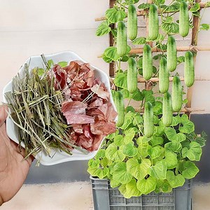 90K views · 6K reactions | How to make homemade organic insecticide, pesticide and fungicide for any plants | Rana Craft | Facebook