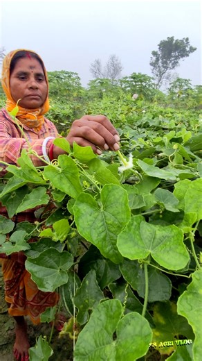 Manual Pollination in Pointed Gourd Farm | Woman Farmer #shorts