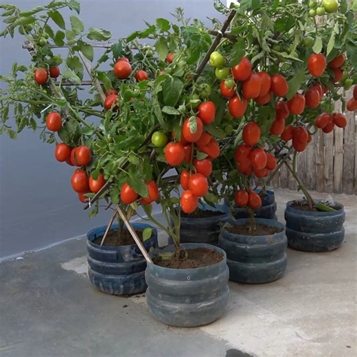 How to Grow Tomatoes in Plastic Bottles on the Terrace Save Money & Space | H&H Gardening Secrets