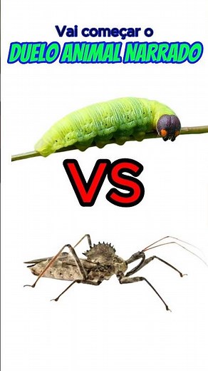 1/2 LAGARTA GORDUCHINHA vs INSETO - Duelo Animal Narrado