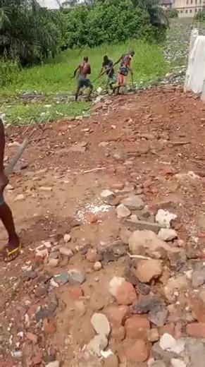 Giant python caught swallowing a goat in Nigeria.