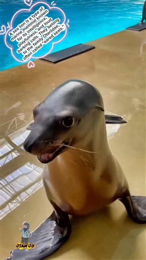 SeaLion #SeaLions #MarineLife #OceanLife #Wildlife #OceanAnimals #viral #ttrending