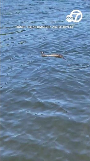 Rattlesnake spotted swimming in California lake