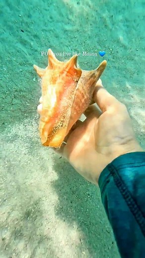 18K views · 112 reactions | Where do these conch shells live? ⬇️ . A...