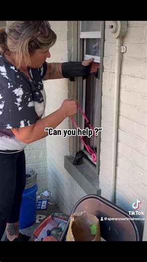 611K views · 10K reactions | We had a dog leave Sunday for foster....