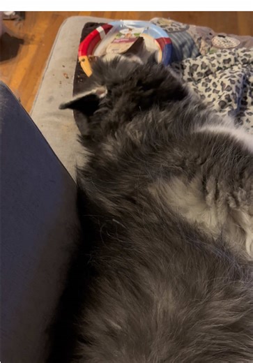 Arya the husky princess 👑 is tired from a 5 mile hike and after cooling down, decides to eat her food lying down 🤷🏻‍♀️ #aryathehuskyprincess #huskylife #dogsoftiktok #doglogic