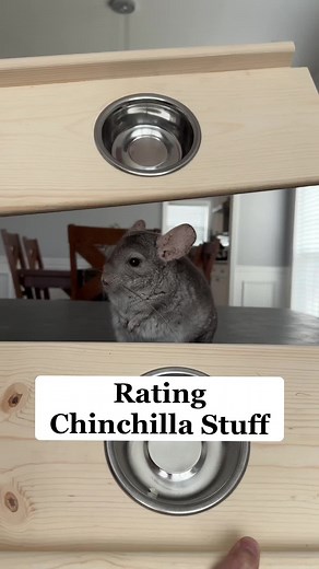 Chinchilla Care Tips and Cage Setup Ideas