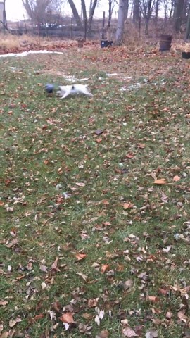 This Dog’s Yard-Wide Ball Chase Is Nonstop Fun