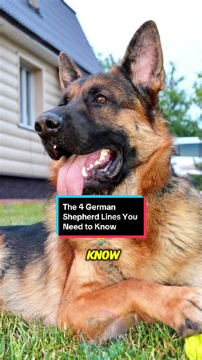 Explore the 4 Essential German Shepherd Lines