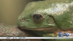 Frog exhibit hops in to Notebaert Nature Museum