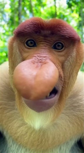 Proboscis monkey funny sounds eh - eh 😂🐒🙊 #funny #babymonkey #proboscismonkey #funnymonkey