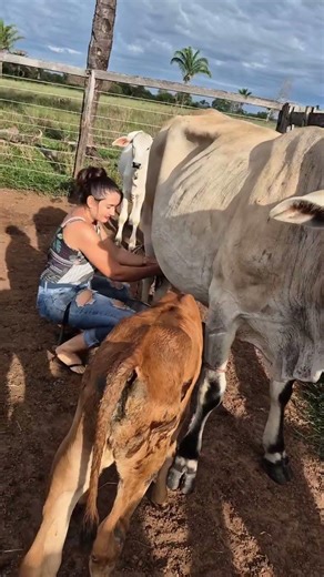 Amazing Cow Milking Process with Calf 🐄 | Real Farm Life & Fresh Milk Collection #villagelife #farm