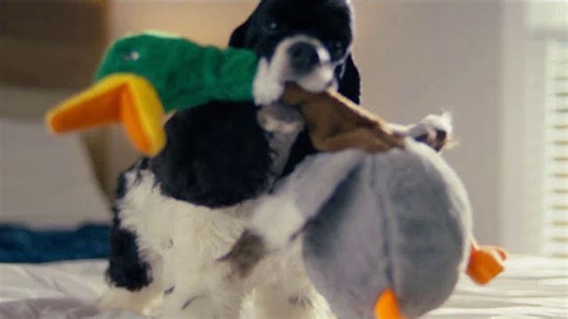 American Kennel Club TV Spot, 'We Know Dogs'