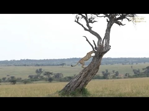 Cheetah Climbing a Tree in Search of a Female | Great Plains Conservation