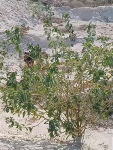 Aruba Animal Shelter on Reels