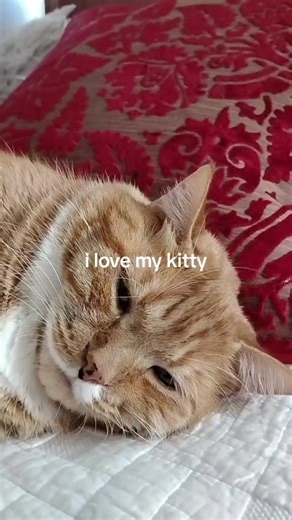 Shane Ledoux (@shane.ledoux1)’s videos with I Love My Kitty Cat - Parry Gripp