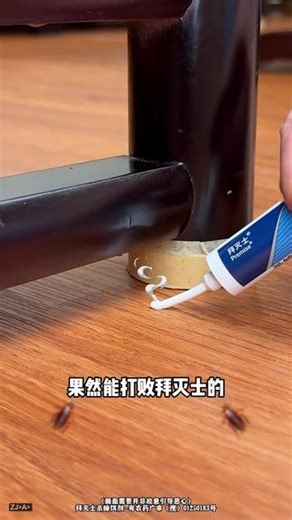 广东蟑螂的问题，用了它全都死翘翘！轻松实现团灭 #拜灭士 #杀蟑饵剂