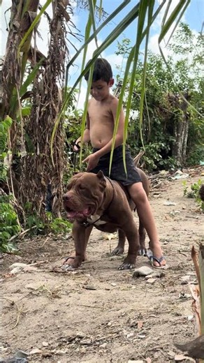 Pitbull big american🔥 #pitmonsters