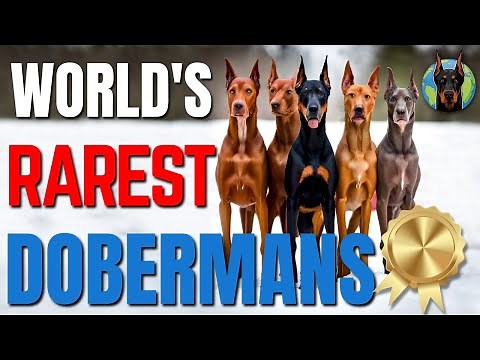 The World's RAREST Doberman Colors—Mind Blowing!